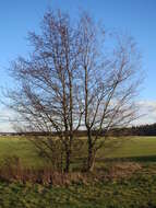 Image of Small-leaved Elm