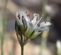 Image of Charleston sandwort