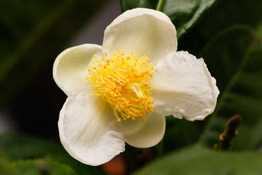 Image of Tea plant