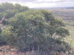 Image of Eucalyptus suberea M. I. H. Brooker & S. D. Hopper