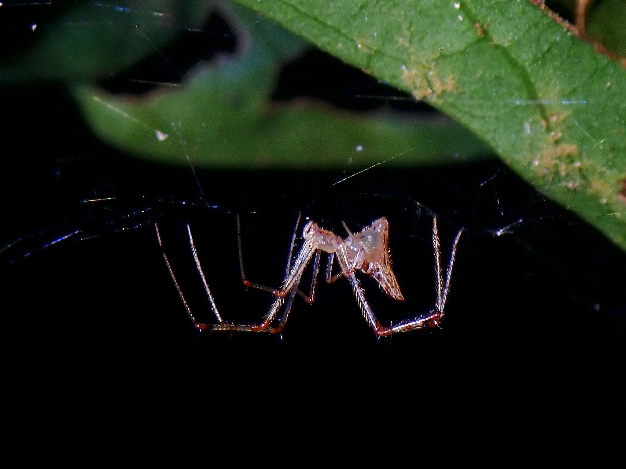 Image of Meotipa picturata Simon 1895