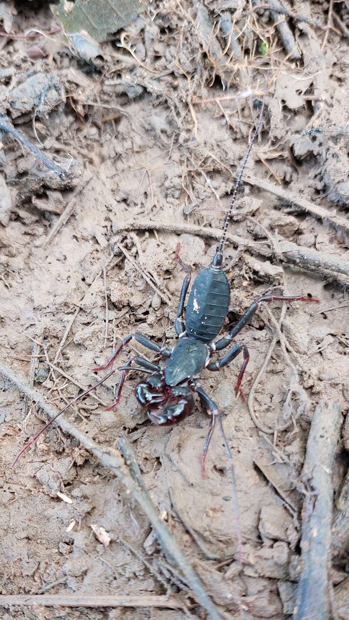 Image de Mastigoproctus colombianus Mello-Leitão 1940