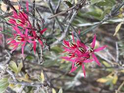 Image of Microloma calycinum E. Mey.