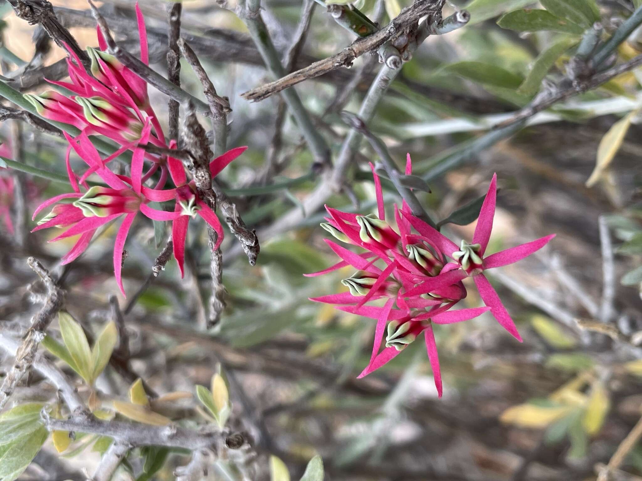 Image of Microloma calycinum E. Mey.