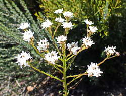 Image of Pseudoselago outeniquensis O. M. Hilliard