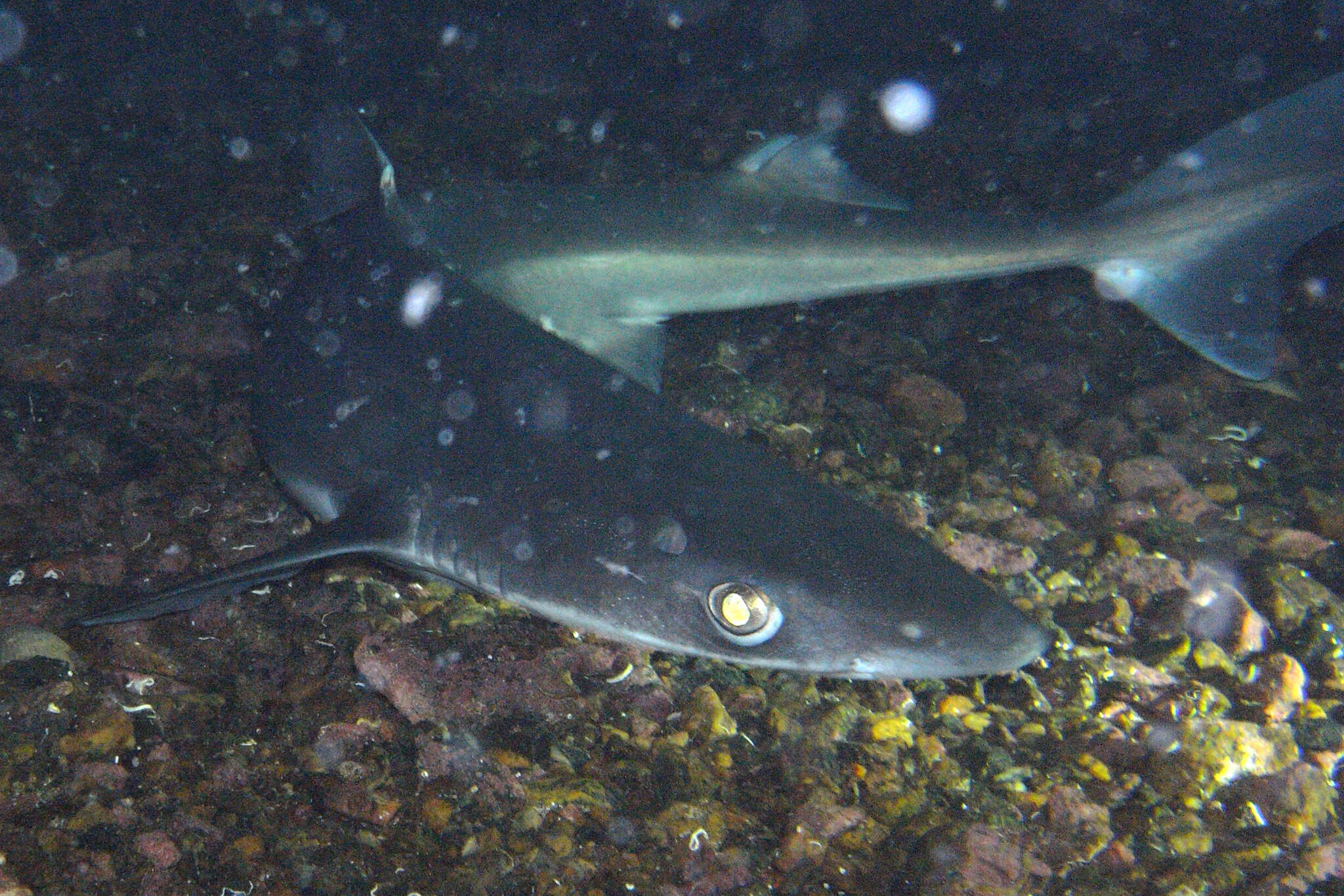 Image of Cape Shark