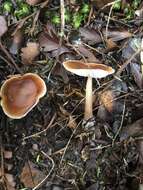 Image de Rhodocollybia incarnata (G. Stev.) J. A. Cooper 2014