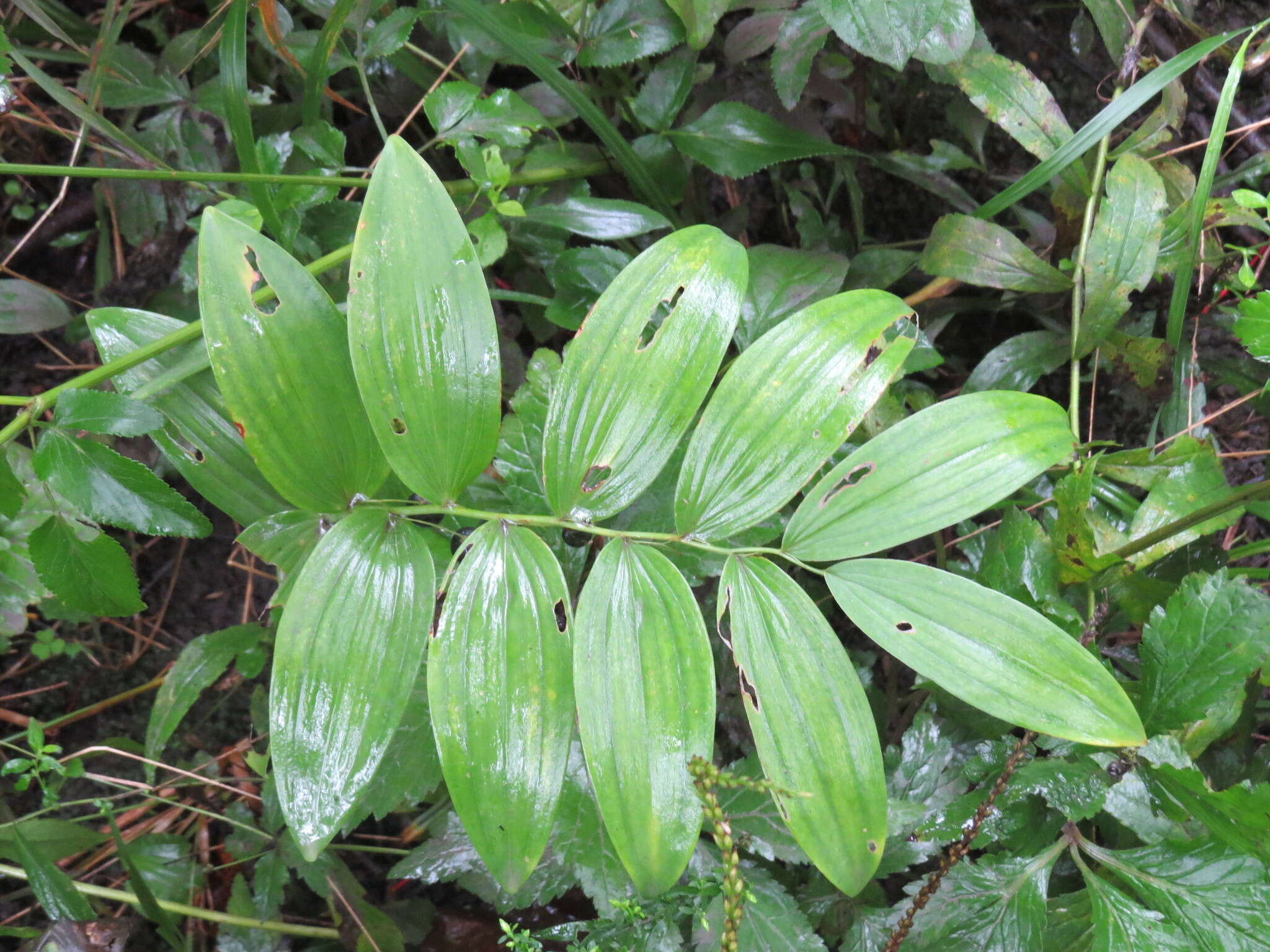 Image of smooth Solomon's seal