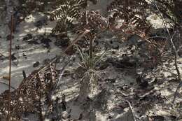 Image of Ben Lomond wallflower