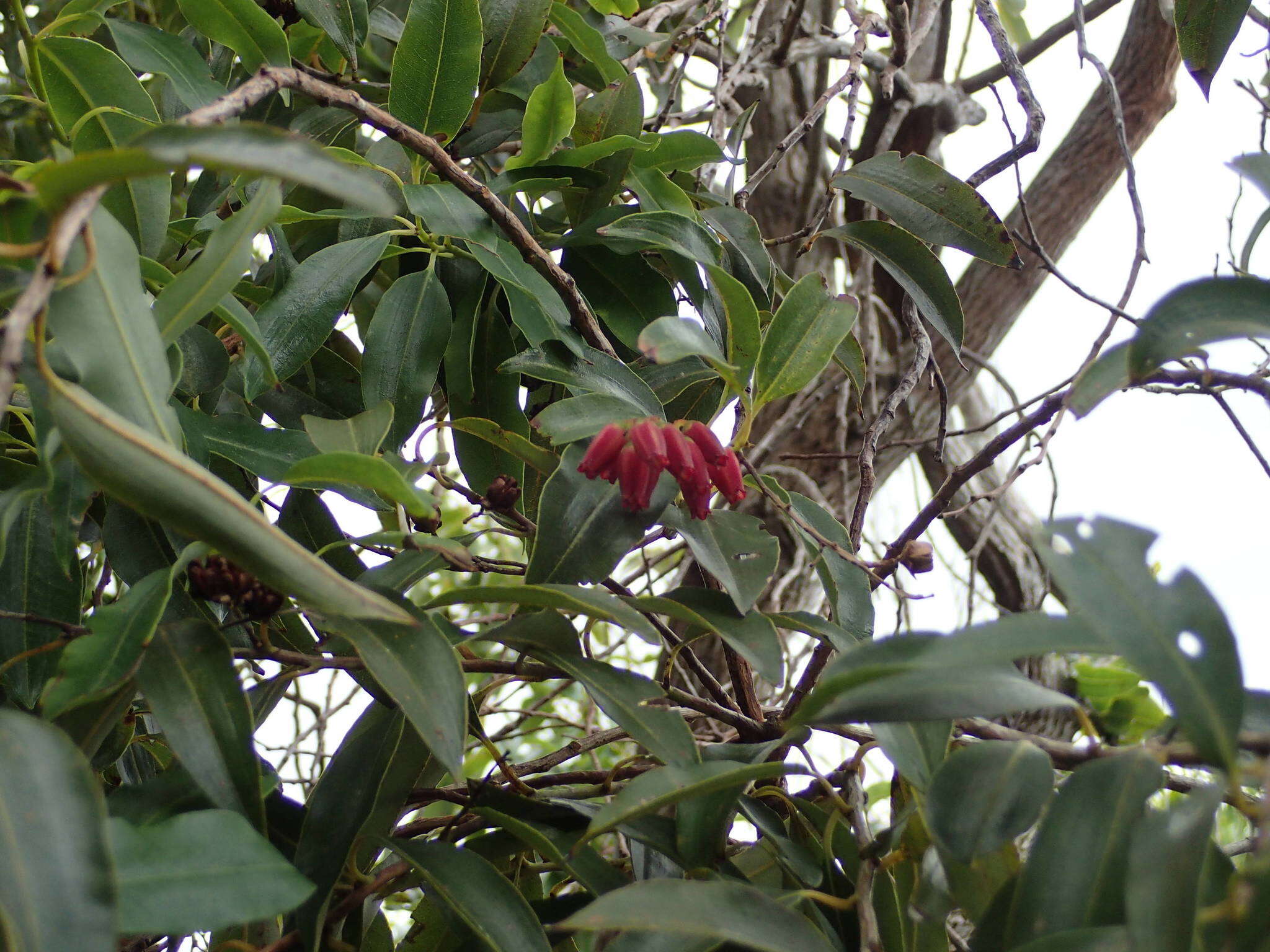 Image of Agarista salicifolia (Lam.) G. Don