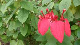 Image of red mussaenda