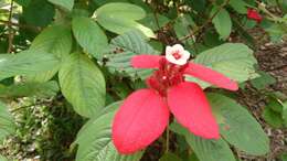 Image of red mussaenda