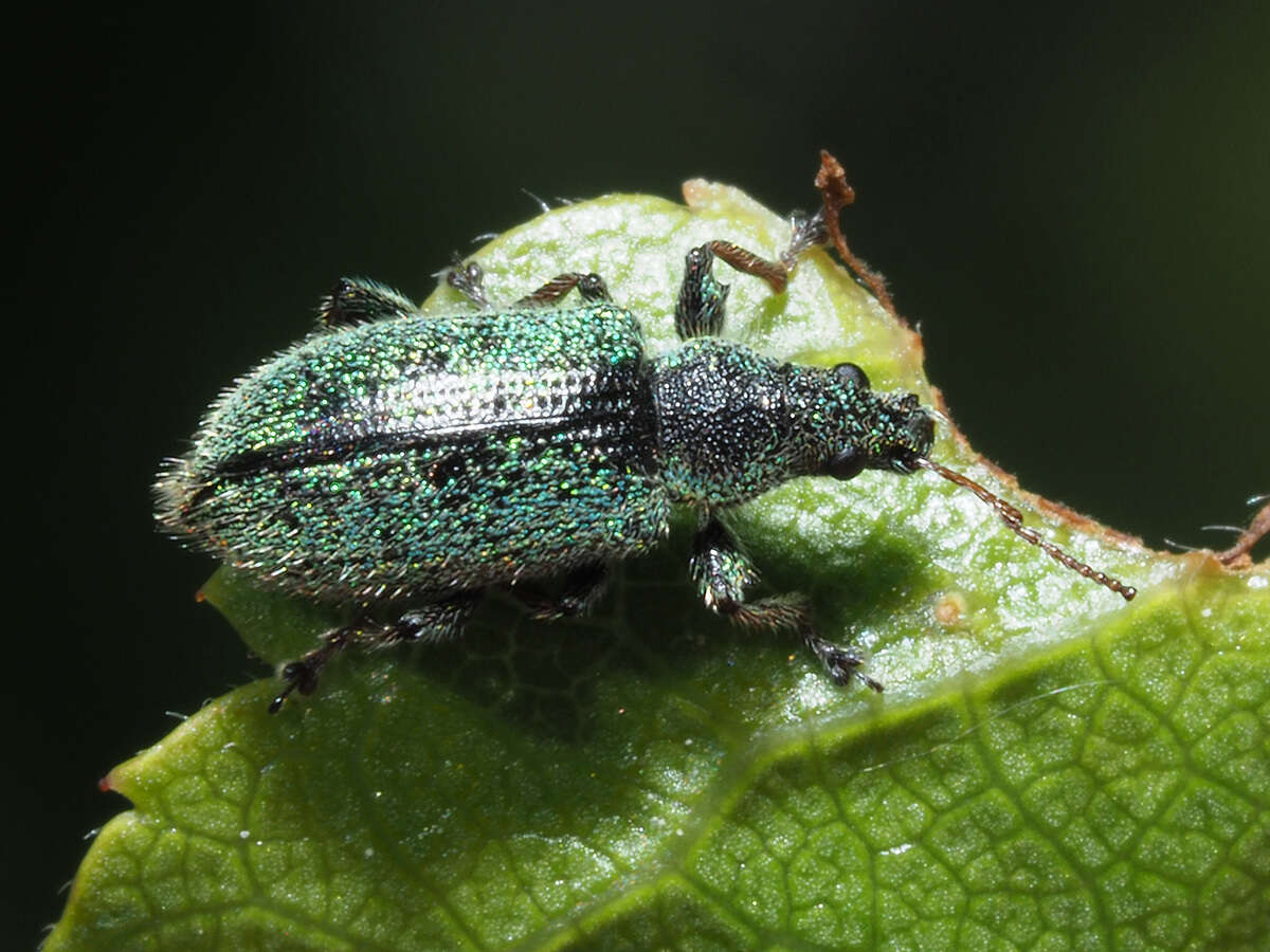 Phyllobius (Phyllobius) betulinus Bechstein & Scharfenberg 1805 resmi