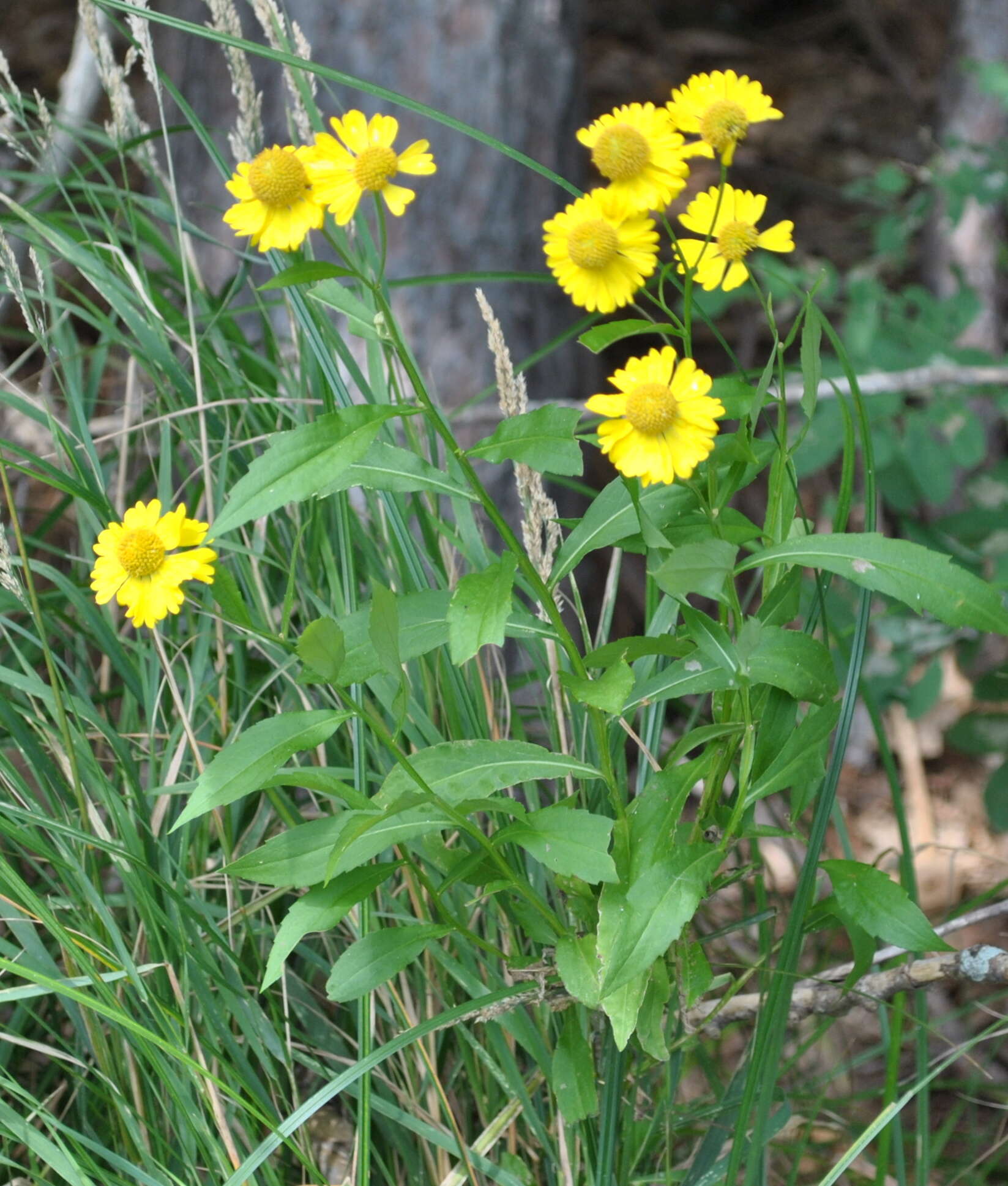 Image of common sneezeweed