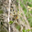 Meromacrus acutus (Fabricius 1805) resmi