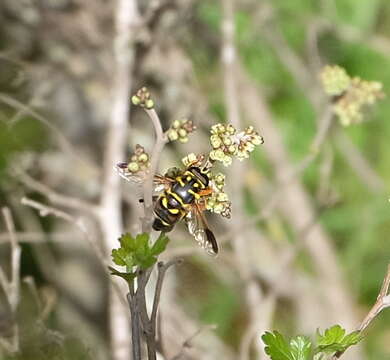 صورة Meromacrus acutus (Fabricius 1805)