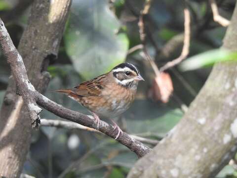 Emberiza tristrami Swinhoe 1870的圖片