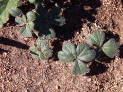 Image of Pelargonium ternifolium P. J. Vorster