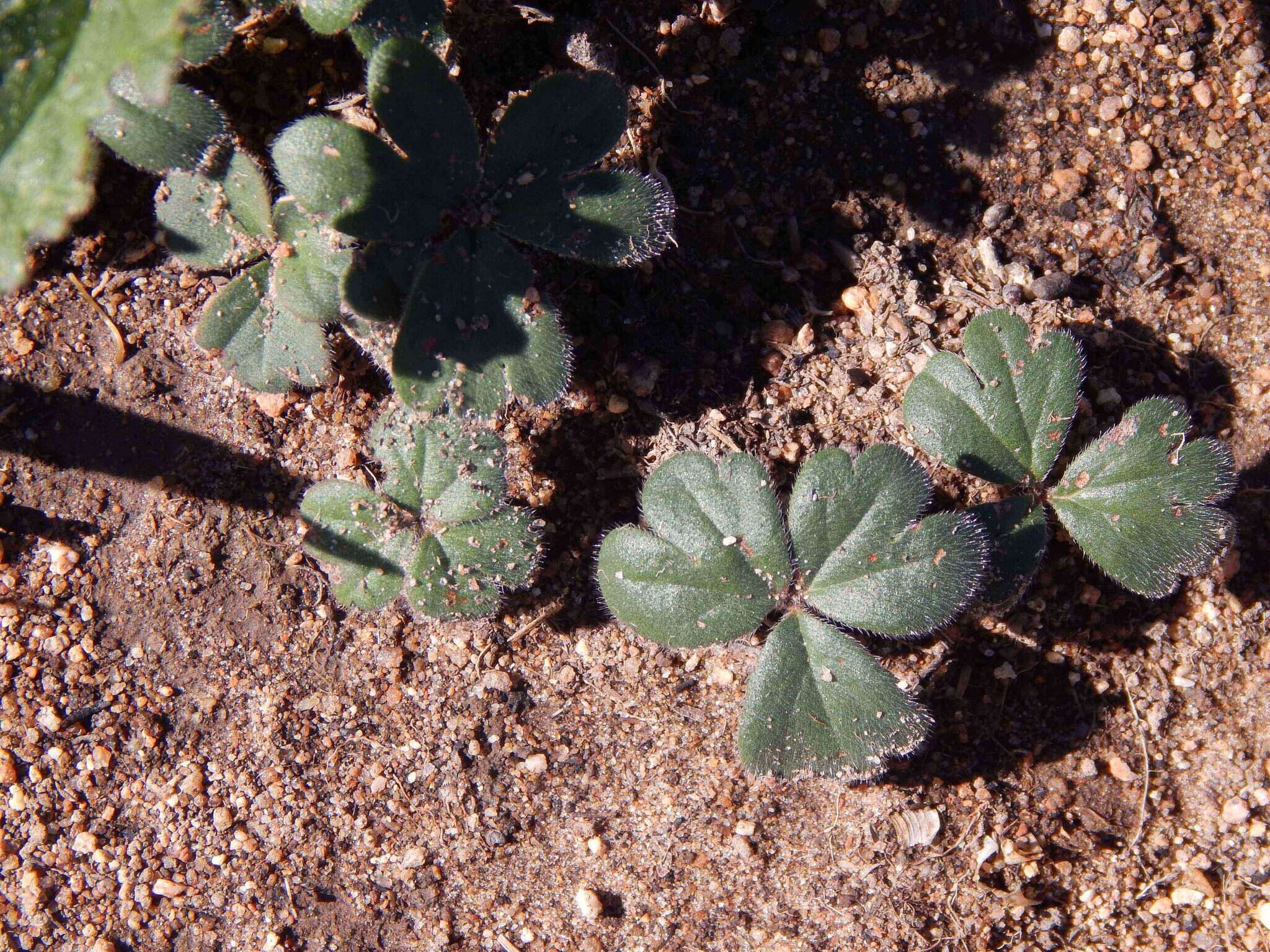 Image of Pelargonium ternifolium P. J. Vorster