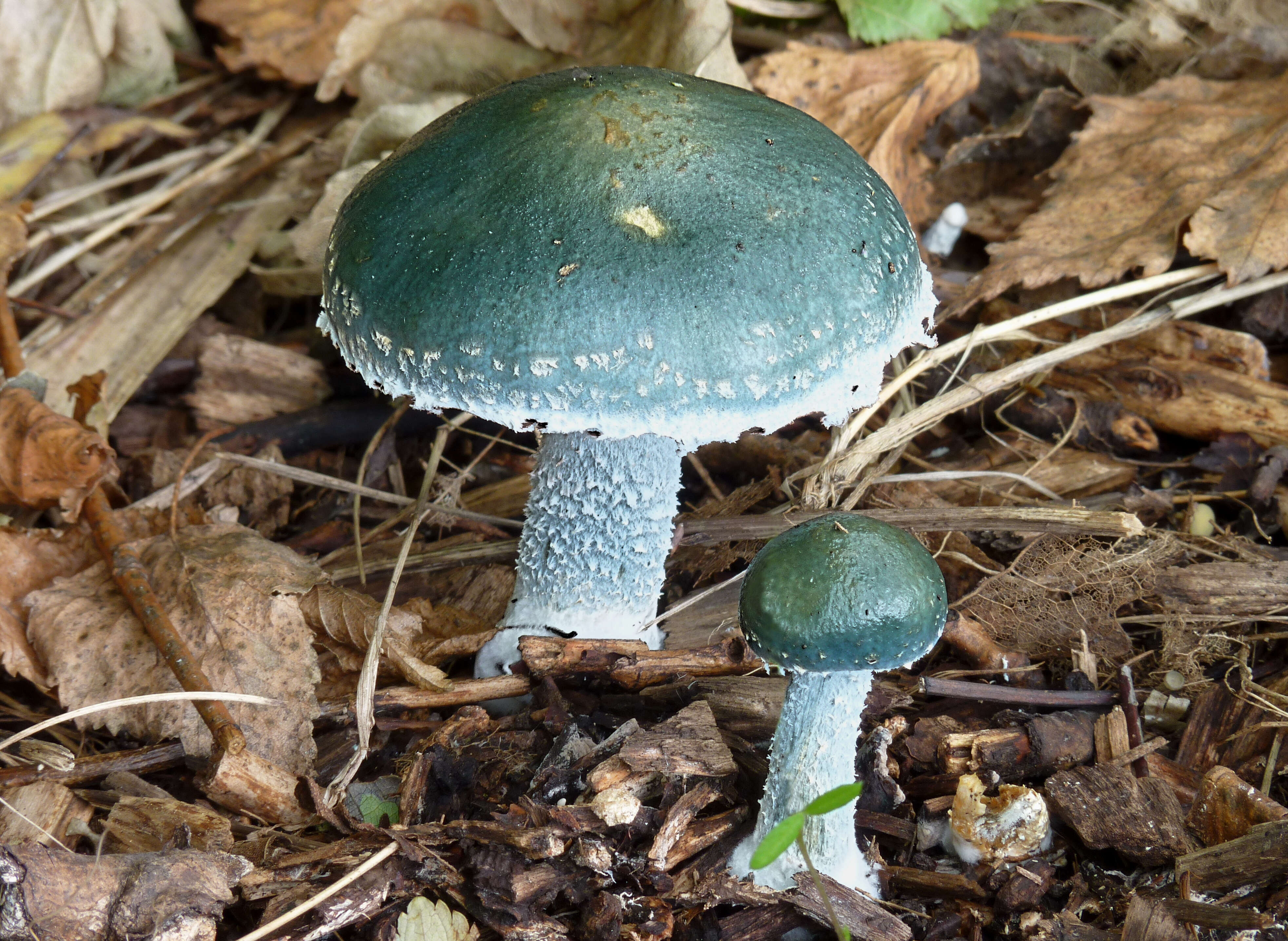 Image of verdigris agaric