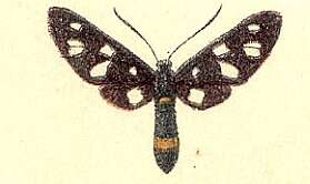 Image of Amata caspia Staudinger 1877