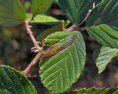 Image of Stigmella villosella (Clemens 1861) Newton et al. 1982