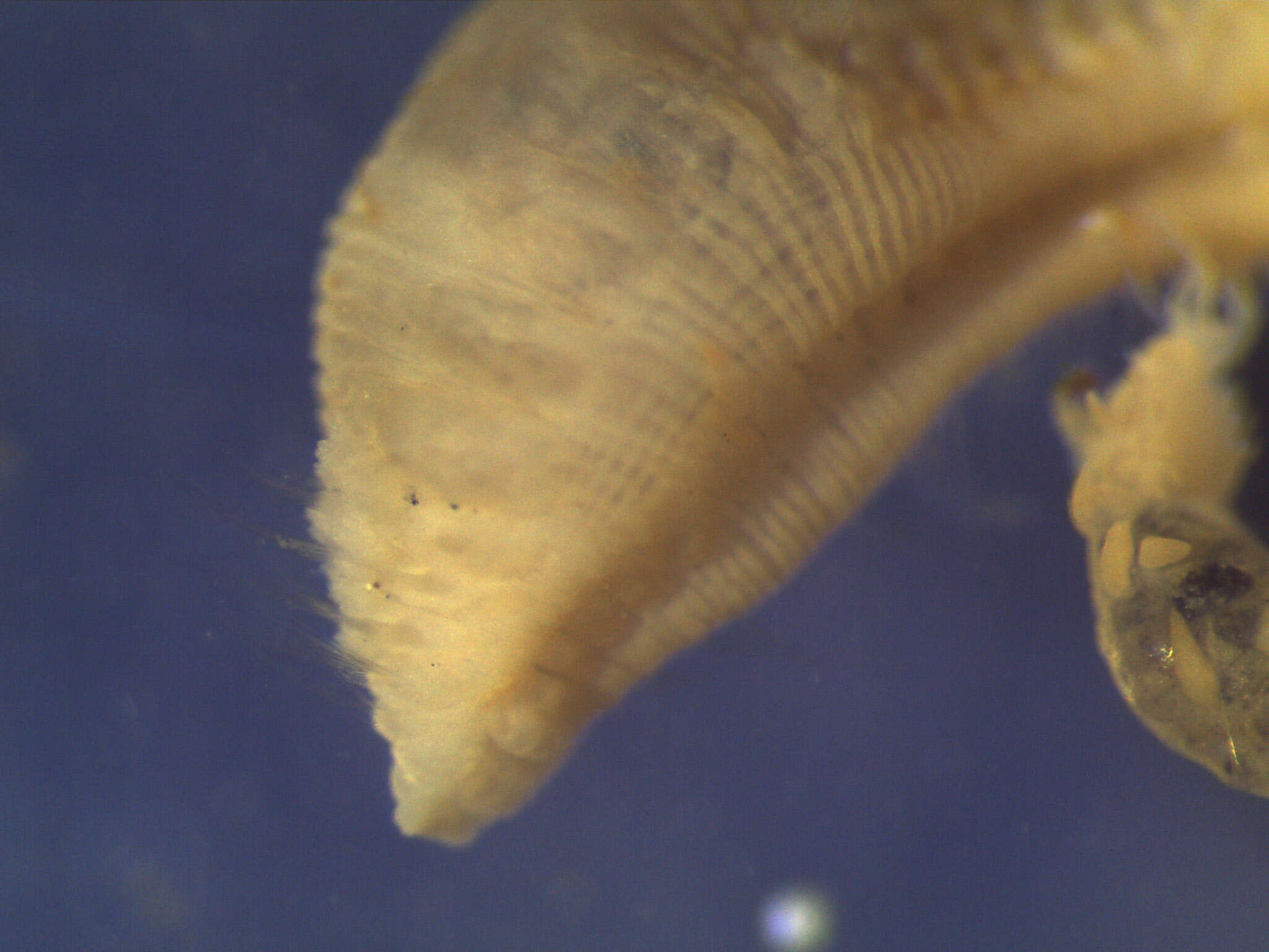 Image of Scalibregma californicum Blake 2000