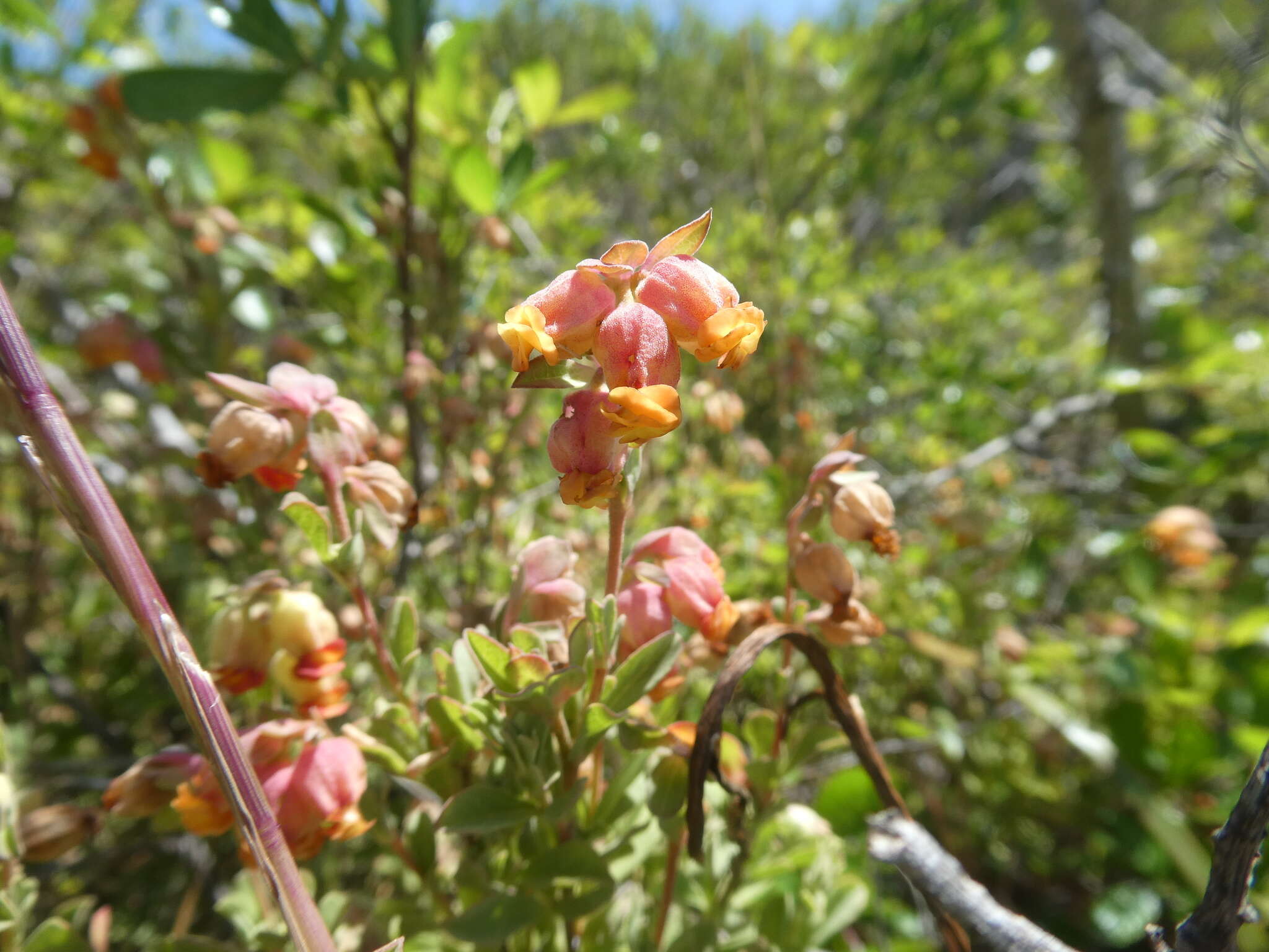 Hermannia ternifolia C. Presl的圖片