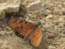 Image of Acraea terpsicore