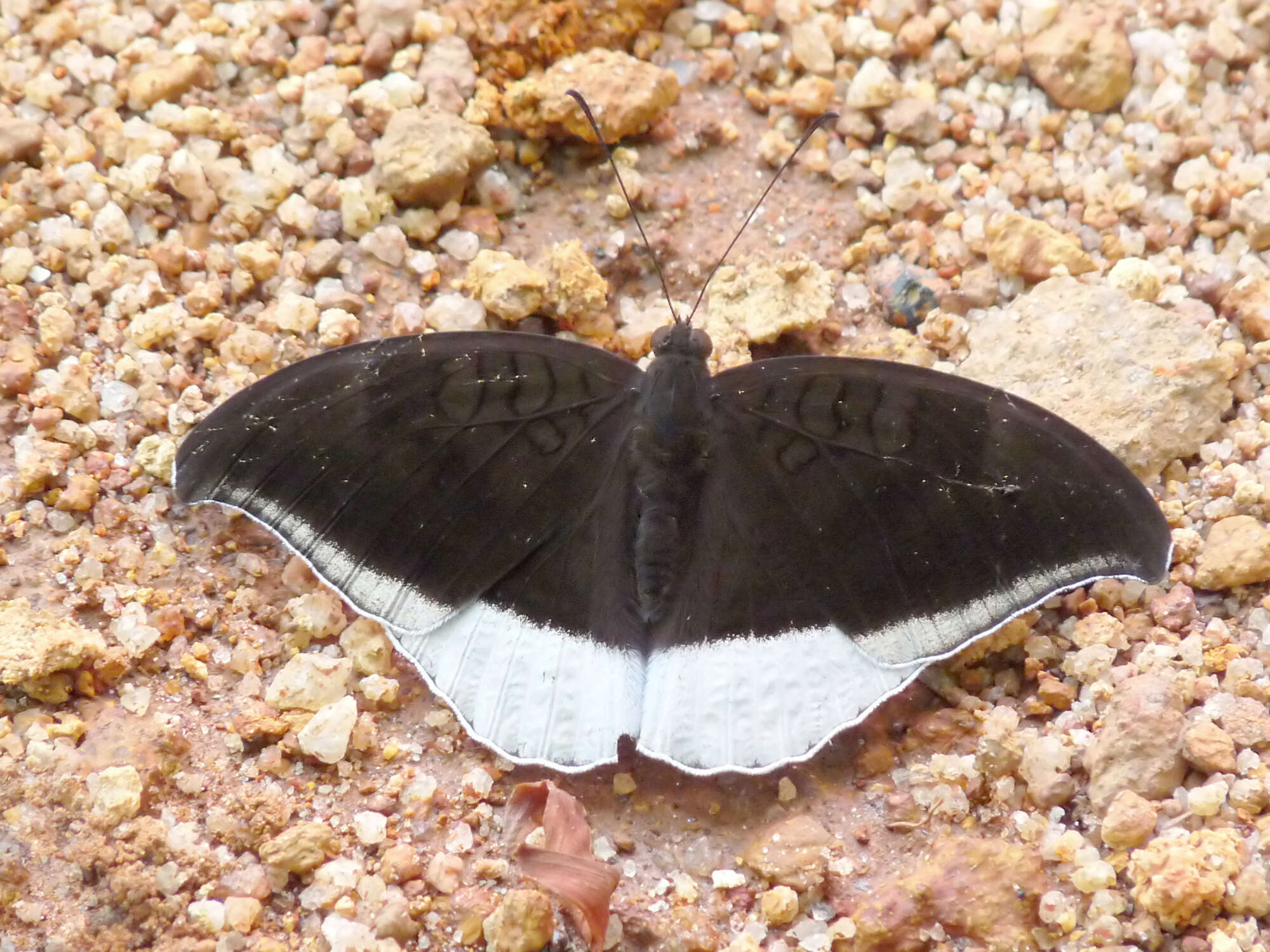 Image of Tanaecia lepidea Butler 1868