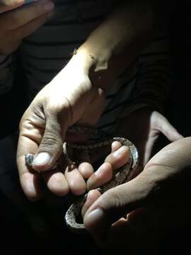 Image of Cloudy Snail-eating Snake