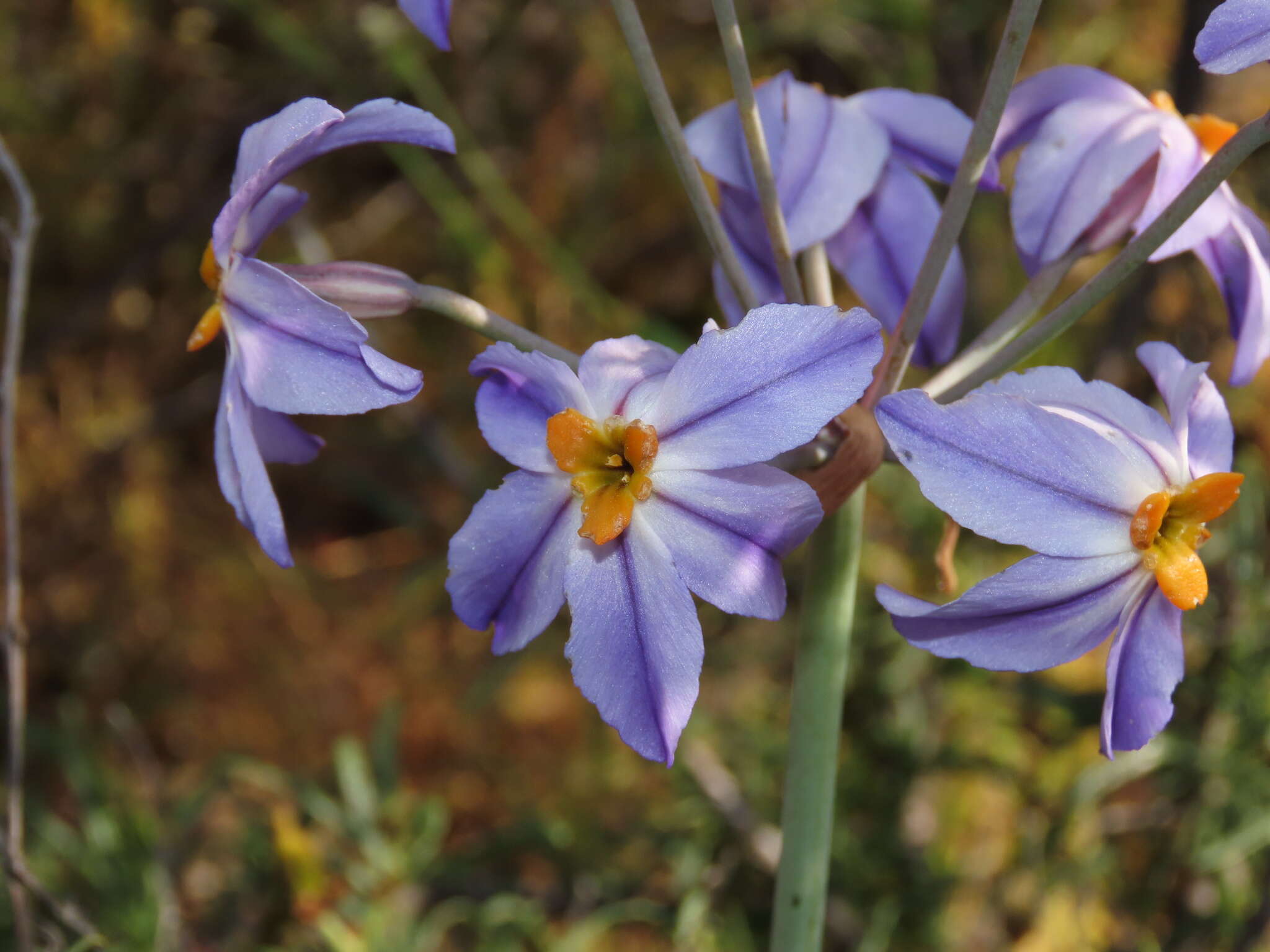 Imagem de Leucocoryne coronata Ravenna