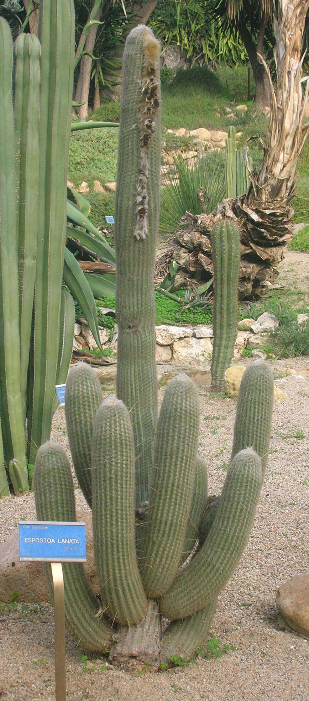 Image of Cotton Ball Cactus