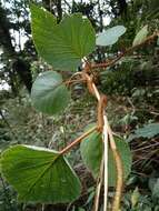 Image of Actinidia chinensis var. setosa H. L. Li