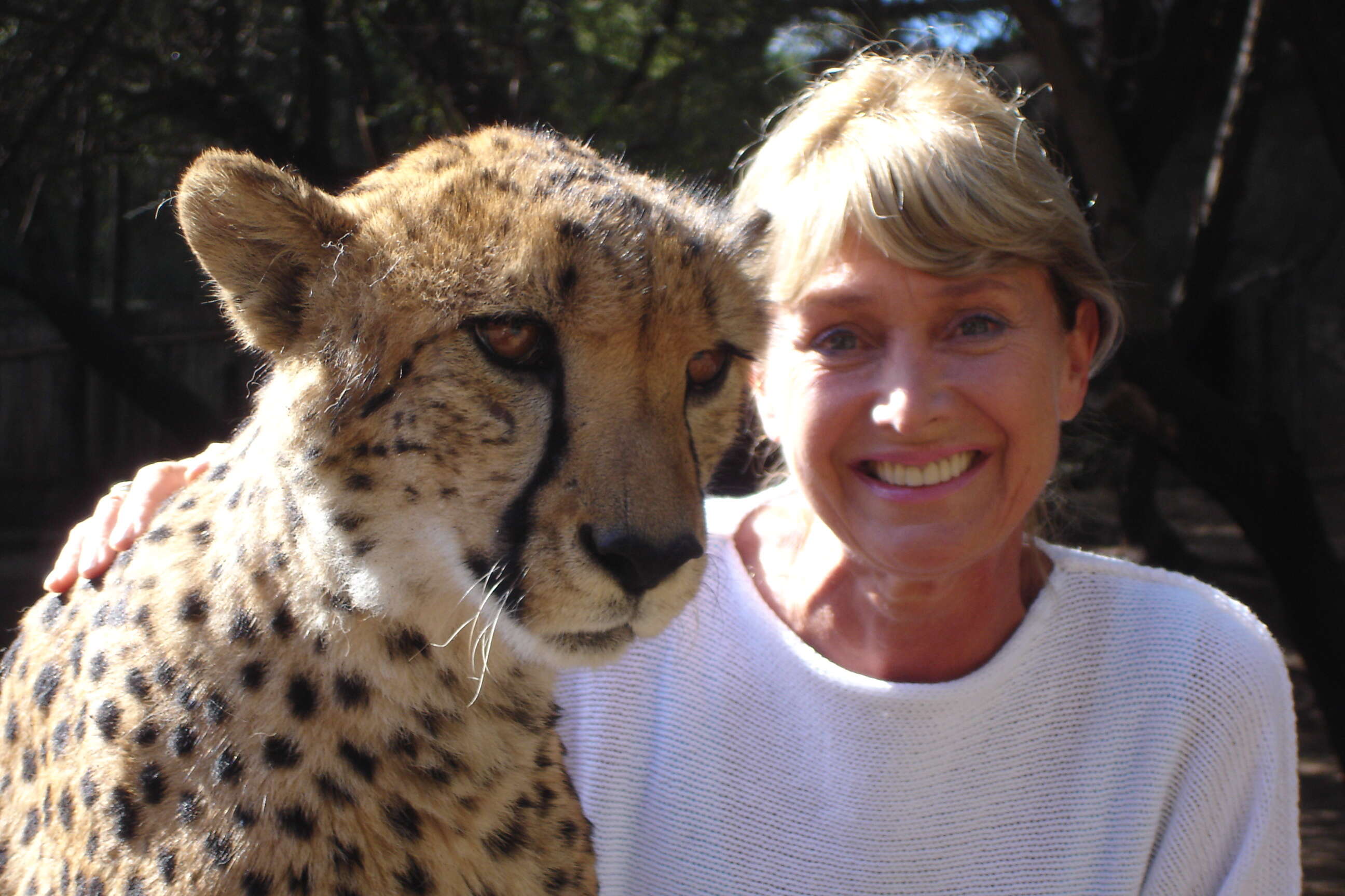 Image of Namibian cheetah