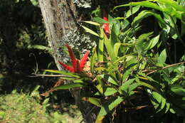 Imagem de Tillandsia romeroi var. gruberi Rauh