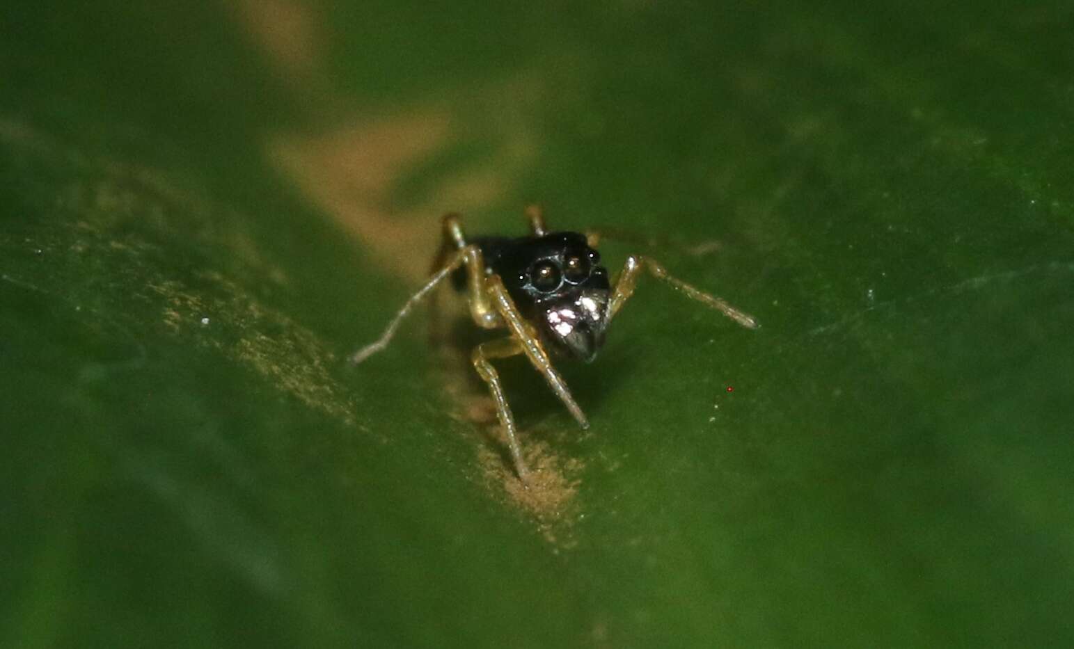 Image of Jumping spider