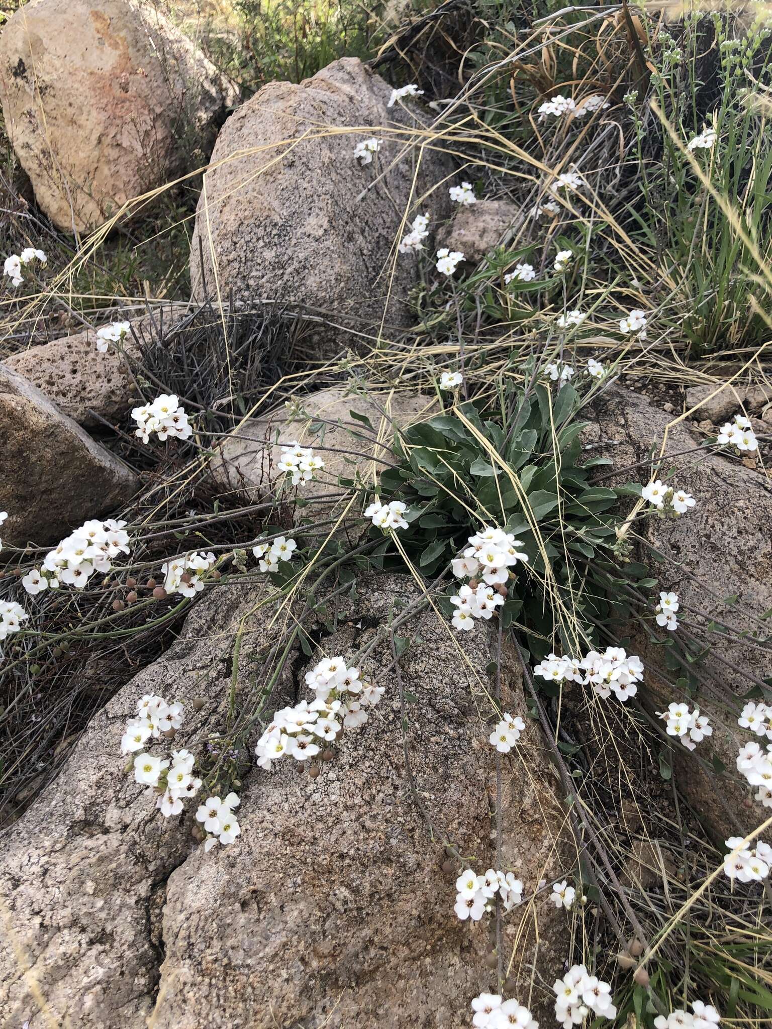 Image of rose bladderpod