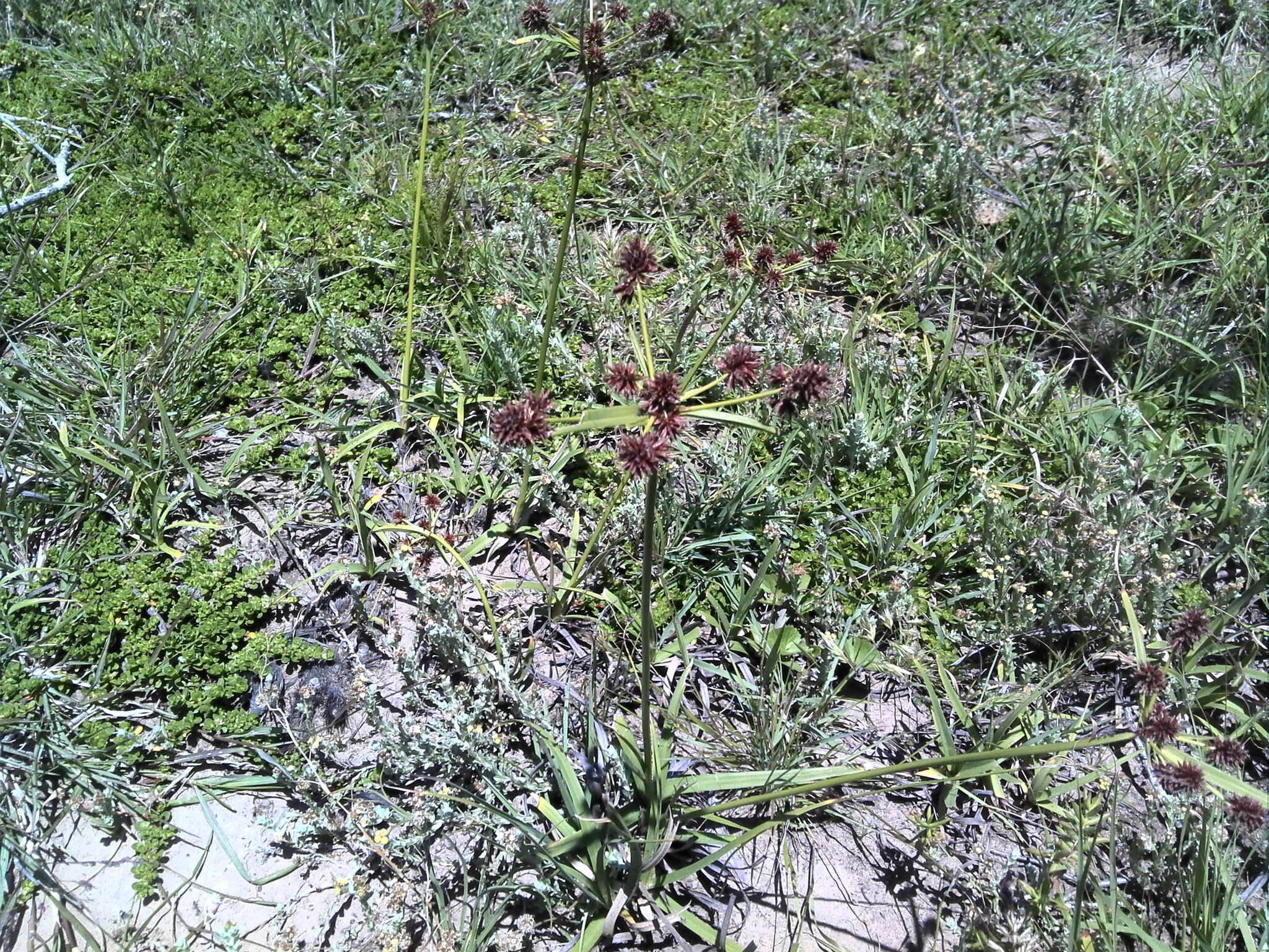 Image of Cyperus tabularis Schrad.