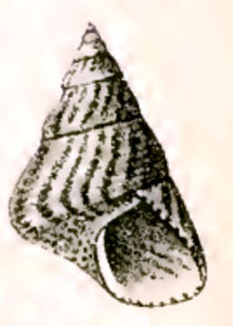 Image of Prothalotia lehmanni (Menke 1843)