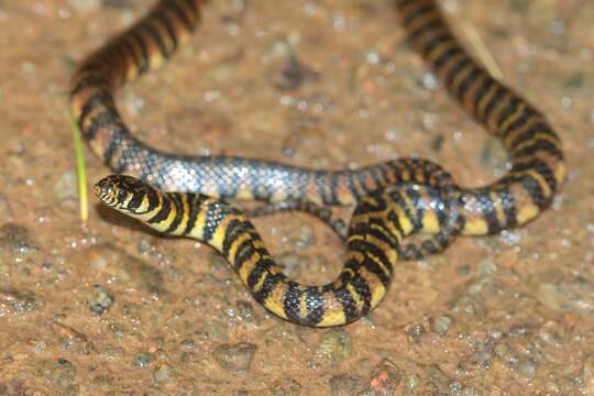 Image of Opisthotropis balteata (Cope 1895)