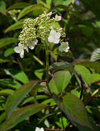 Image of hydrangea