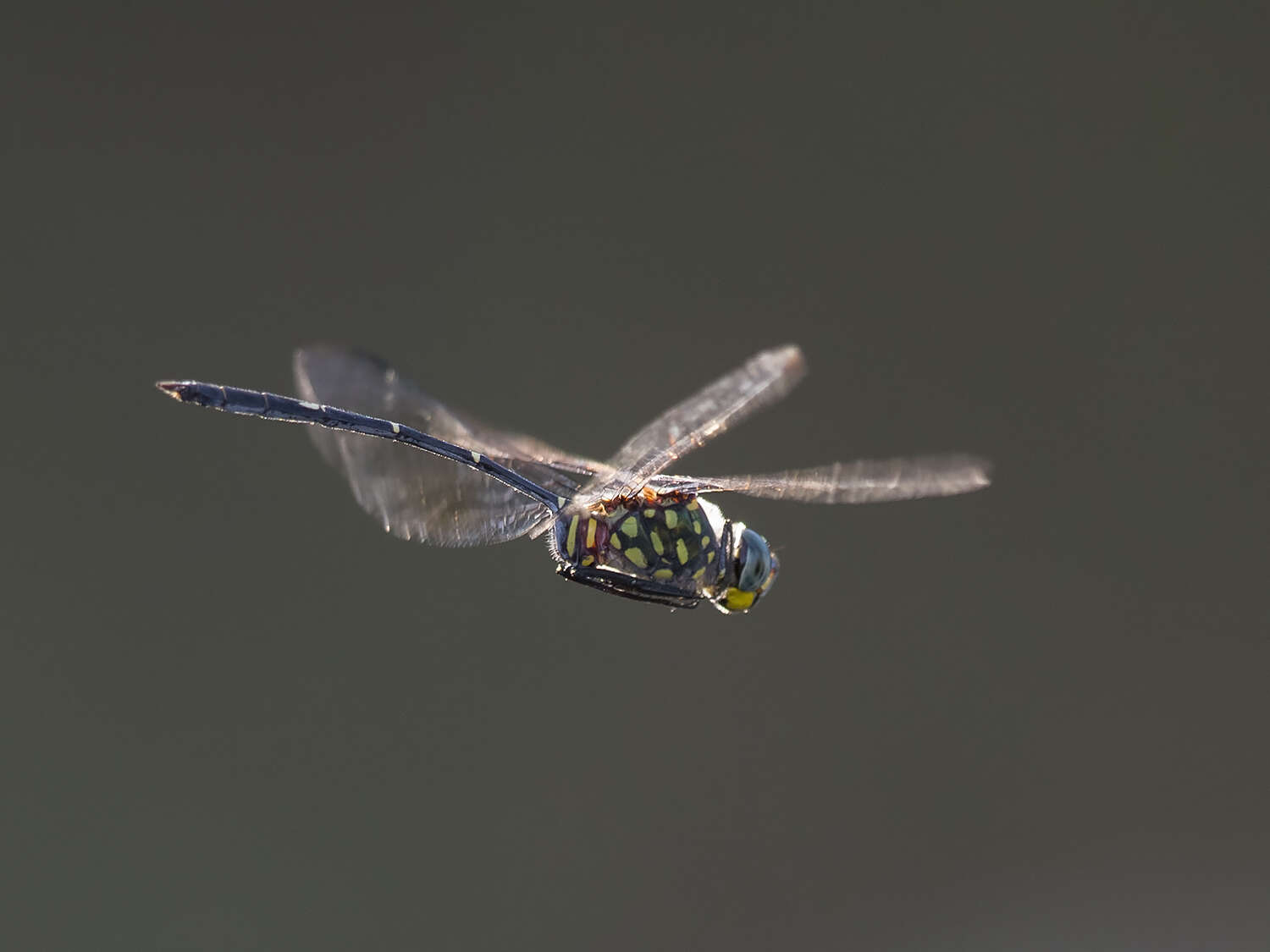 Image of Bottletail