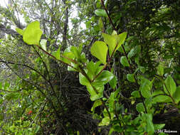 Image of Griselinia racemosa (Phil.) Taub.