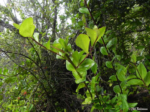 Griselinia racemosa (Phil.) Taub.的圖片