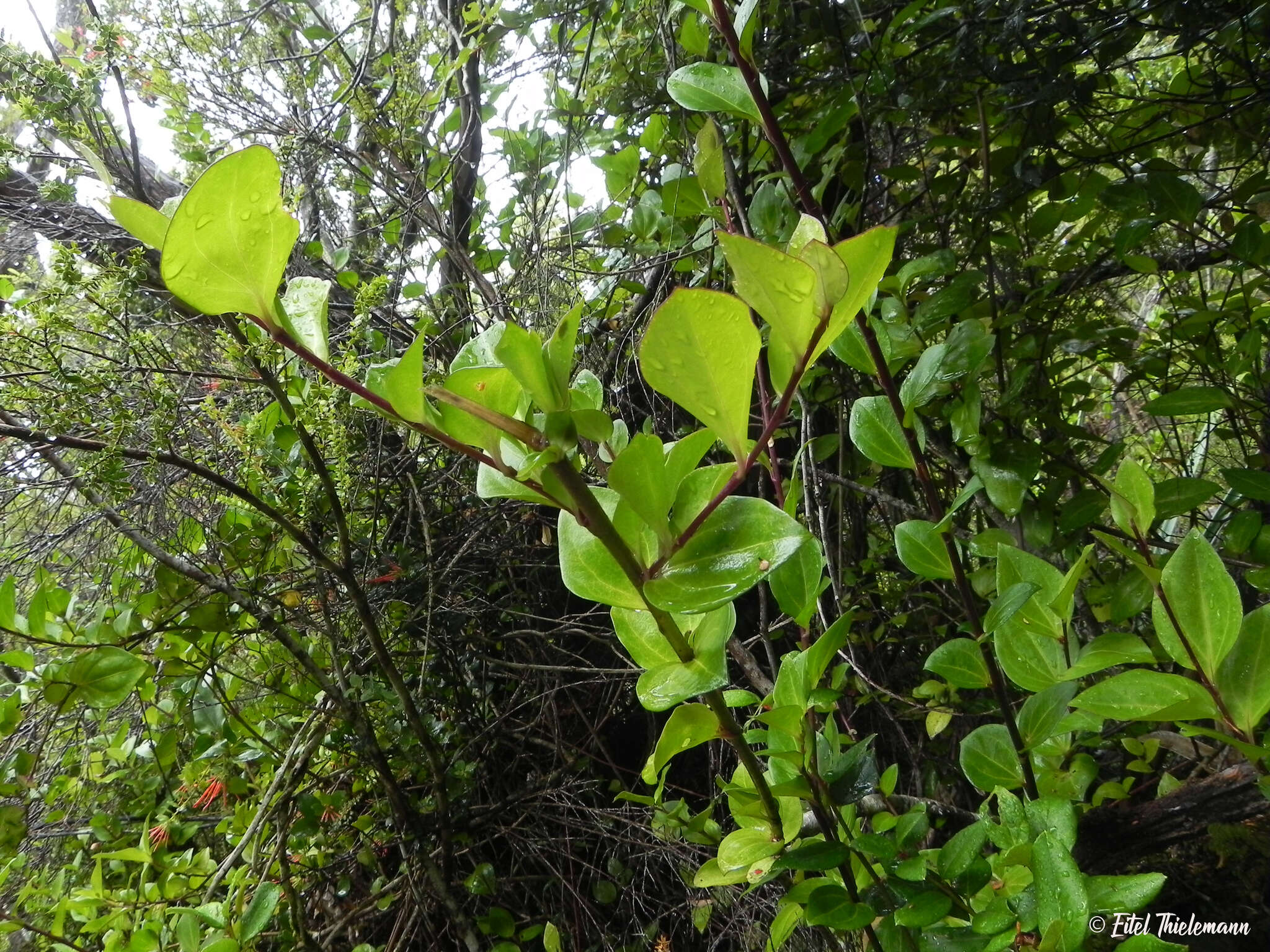 Image de Griselinia racemosa (Phil.) Taub.