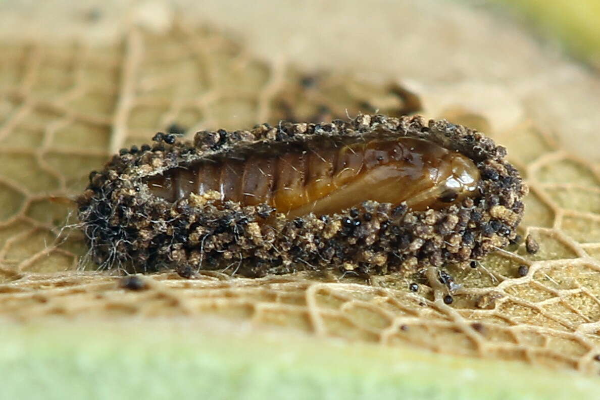 Phyllonorycter quercifoliella (Zeller 1839)的圖片