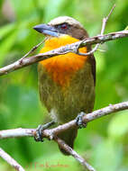 Image of Scarlet-crowned Barbet