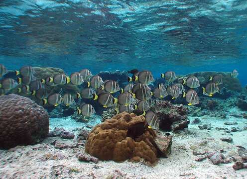 Image of Mustard Surgeonfish