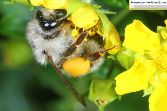 Image of Bombus picipes Richards 1934